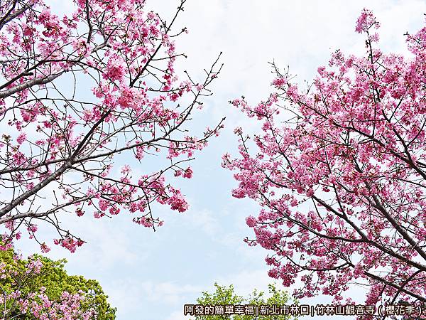 竹林山觀音寺16-櫻花與藍天.JPG