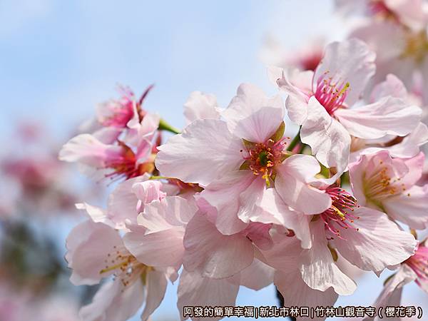 竹林山觀音寺23-粉白的吉野櫻.JPG