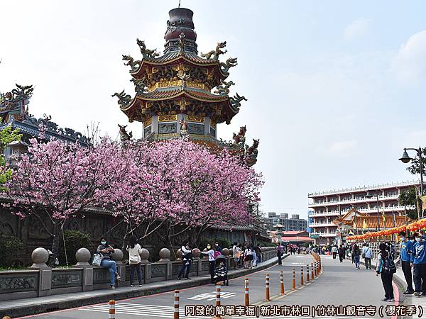 竹林山觀音寺02-人行道上粉紅色的吉野櫻盛開.JPG