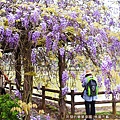 大湖紀念公園09-盛綻茂密的紫藤花.JPG