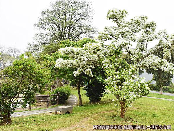 大湖紀念公園22-公園步道旁聖綻的流蘇.JPG