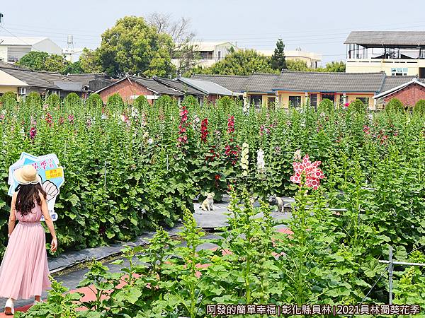 員林蜀葵花季05-後半段花開較茂盛.JPG