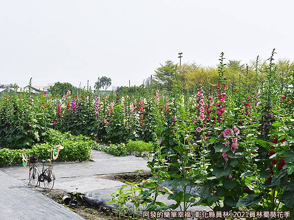 員林蜀葵花季06-花田一景.JPG