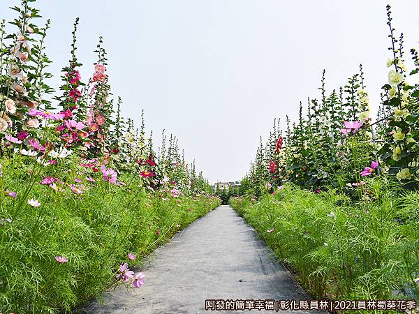 員林蜀葵花季09-有如蜀葵花大道.JPG