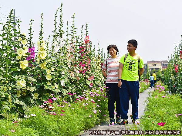 員林蜀葵花季11-母子倆花道上留影.JPG