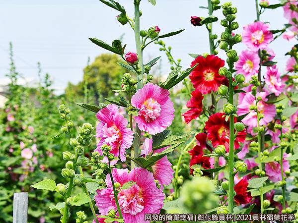 員林蜀葵花季20-花叢中一隅.JPG