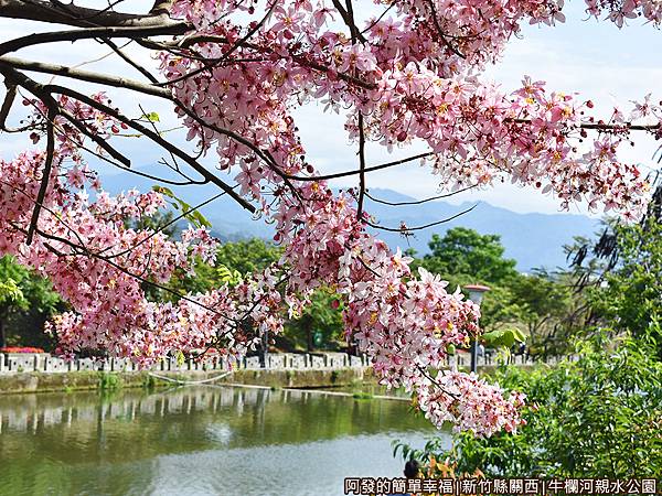 牛欄河親水公園22-為春意盎然的河畔美景增添浪漫感.JPG