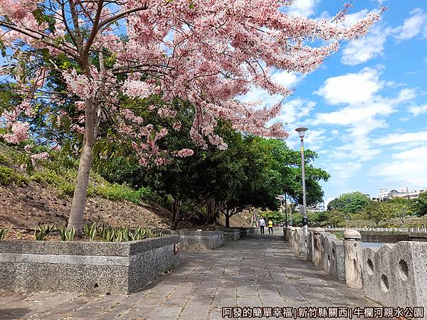 牛欄河親水公園10-怒綻美麗的花旗木.jpg