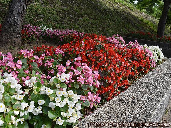 牛欄河親水公園07-東側河畔盛開的繽紛花朵.JPG