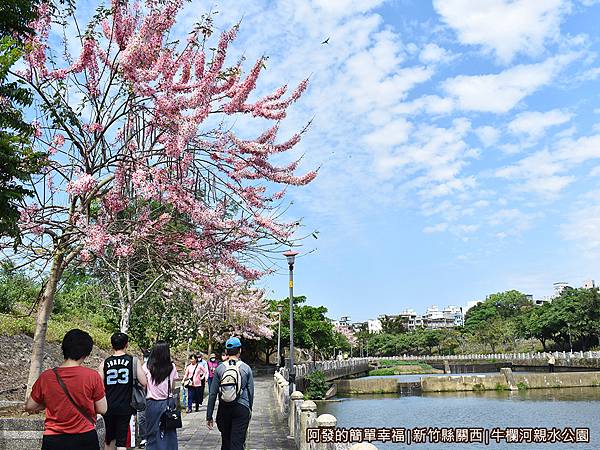 牛欄河親水公園09-西側河畔花旗木盛綻.JPG