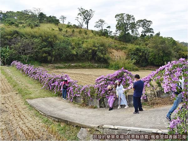 楓樹里蒜香藤花海07-田埂旁一排的蒜香藤.JPG