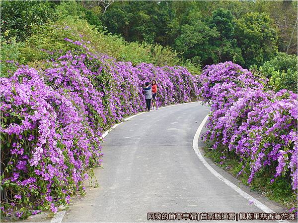 楓樹里蒜香藤花海12-蒜香藤花海步道.JPG