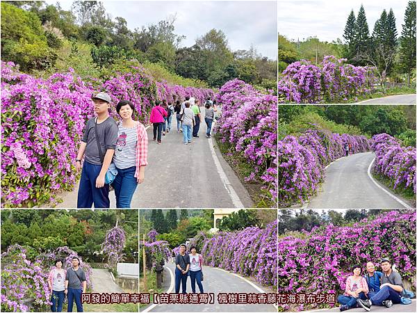 楓樹里蒜香藤花海瀑布步道-all.jpg