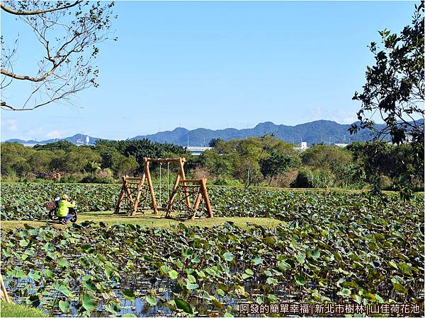 山佳荷花池09-荷花池中的心型島.JPG