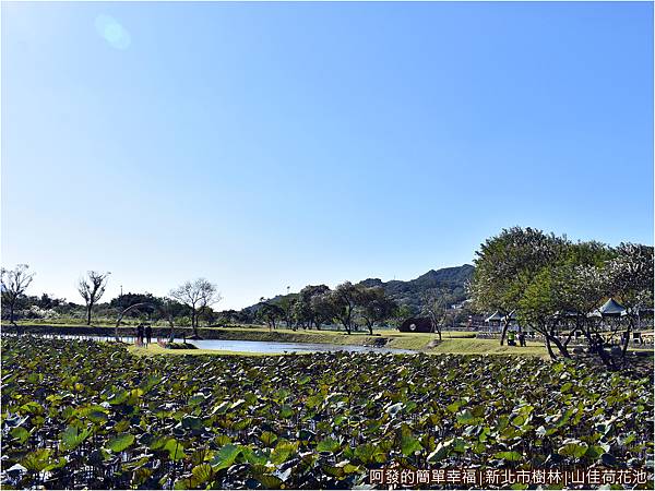 山佳荷花池11-心型島上視野.JPG