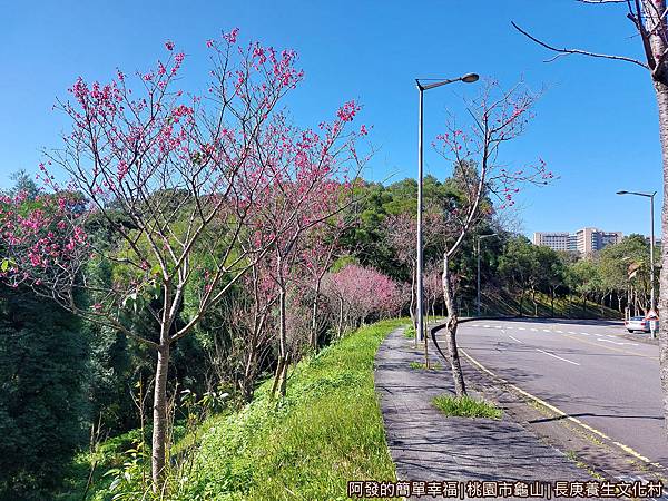 長庚養生文化村02-路旁櫻花開.jpg