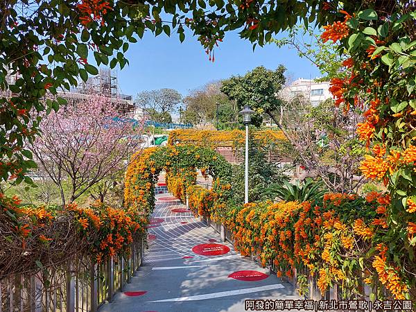 永吉公園09-美麗又喜氣的炮仗花拱門空橋.jpg