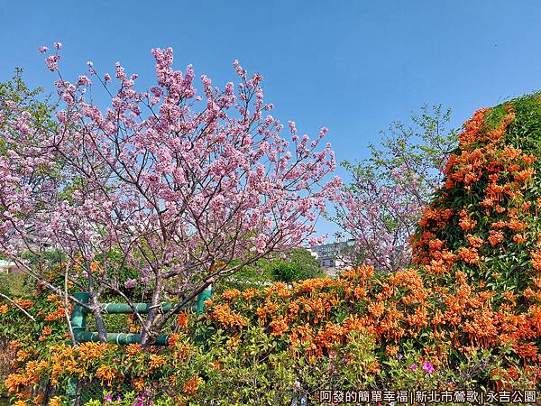 永吉公園08-櫻花炮仗花雙綻.jpg