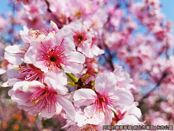 永吉公園12-怒綻的櫻花.jpg