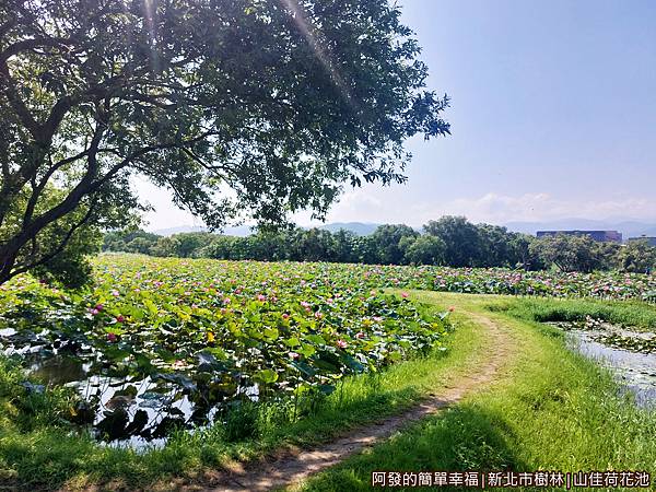 山佳荷花池10-環池步道.jpg