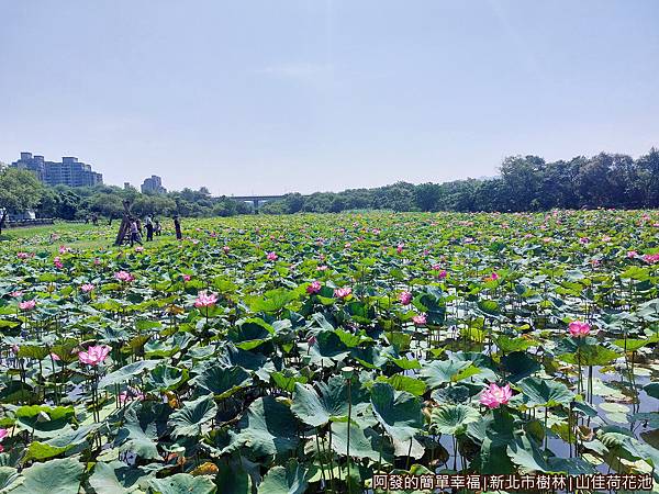 山佳荷花池11-腹地廣大的荷花池.jpg