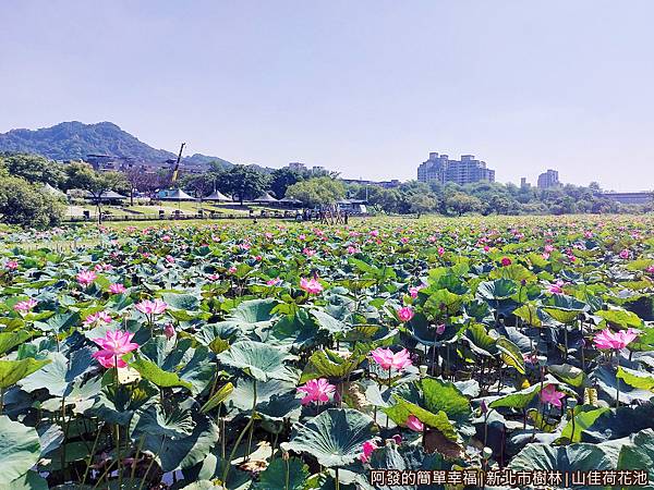 山佳荷花池13-環池步道上一景-往河濱公園露營區.jpg