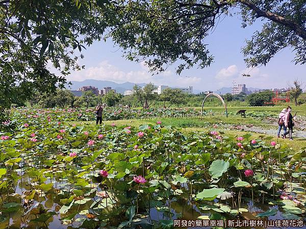 山佳荷花池17-廣大盛開美麗的荷花池.jpg