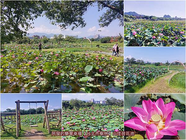 山佳荷花池all.jpg