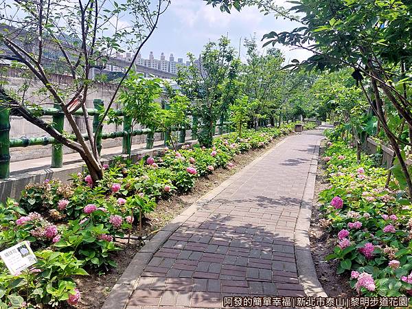 黎明步道花園11-清幽的繡球花步道.jpg