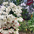 黎明步道花園12-一旁盛開的白色花叢.jpg