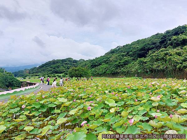 山豬堀荷花田01-寬廣的荷花田.jpg