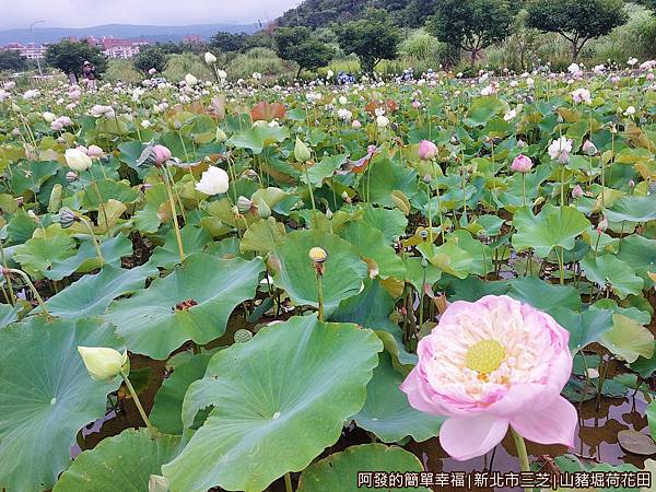 山豬堀荷花田10-隨風搖曳漫步其中充滿愜意.jpg