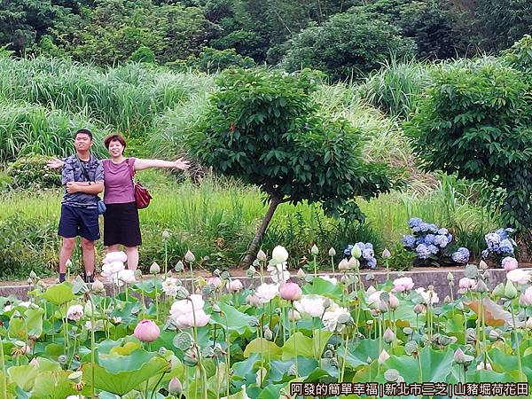 山豬堀荷花田13-荷花田邊種了一排繡球花.jpg