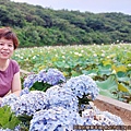 山豬堀荷花田15-繡球花與荷花雙綻.jpg