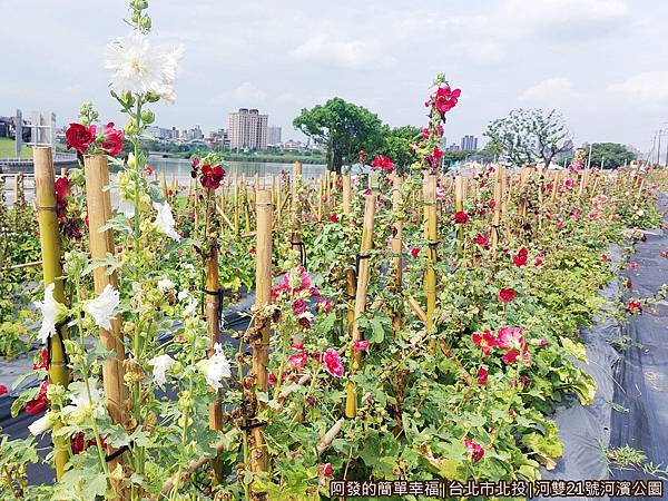 河雙21號河濱公園07-蜀葵花之森一隅.jpg