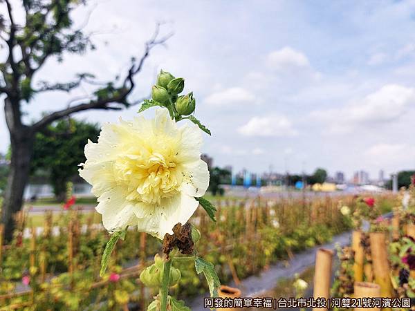 河雙21號河濱公園08-蜀葵花特寫.jpg