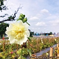 河雙21號河濱公園08-蜀葵花特寫.jpg