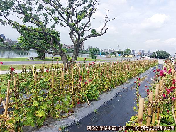 河雙21號河濱公園10-蜀葵花道.jpg