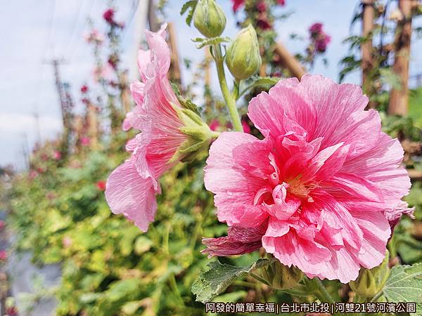 河雙21號河濱公園11-蜀葵花特寫.jpg