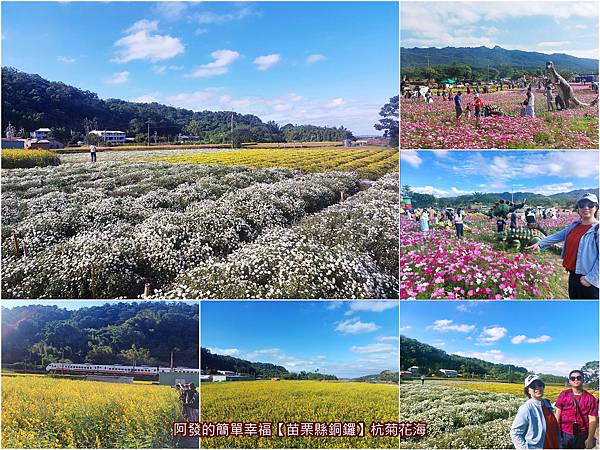 杭菊花海all.jpg 杭菊花海all.jpg