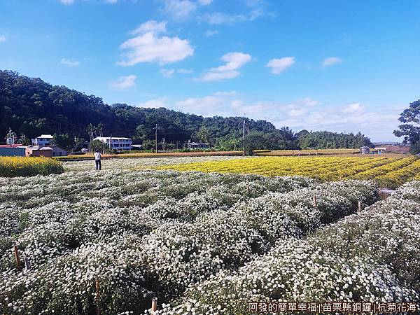 銅鑼杭菊12-邱家古厝杭菊花海.jpg