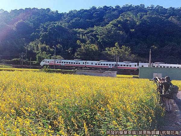 銅鑼杭菊16-太陽麻花海火車攝影師們.jpg