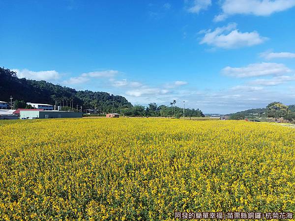 銅鑼杭菊14-太陽麻花海.jpg