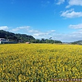 銅鑼杭菊14-太陽麻花海.jpg