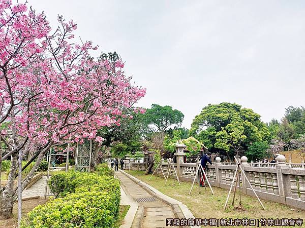 竹林山觀音寺16-綠意盎然櫻花點點.jpg