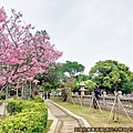 竹林山觀音寺16-綠意盎然櫻花點點.jpg