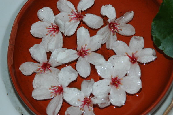 香雲小舖的桐花