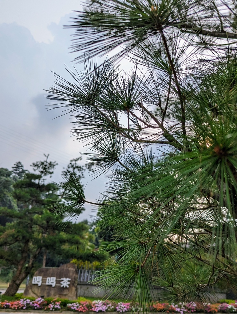 2023 0918 某公司魚池鄉日月潭紅茶館參訪。