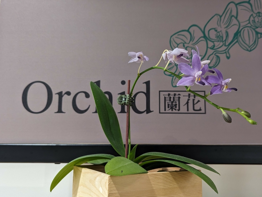 2023 0918 某公司魚池鄉日月潭紅茶館參訪。