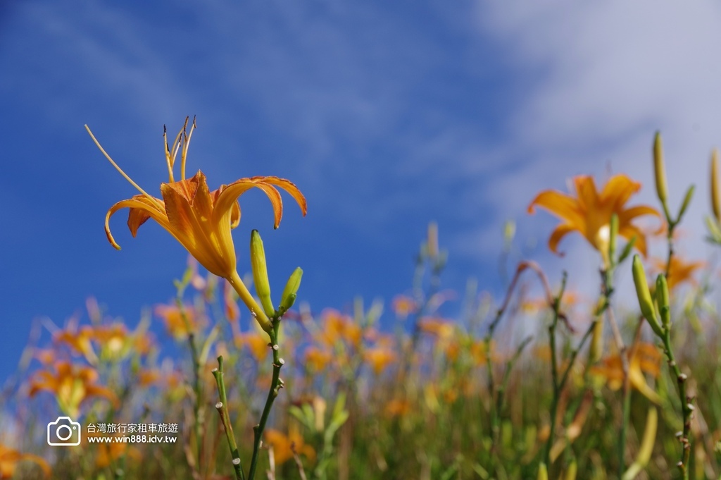2023 0923 台東旅行，伯朗大道，天堂路，滿山滿谷金針